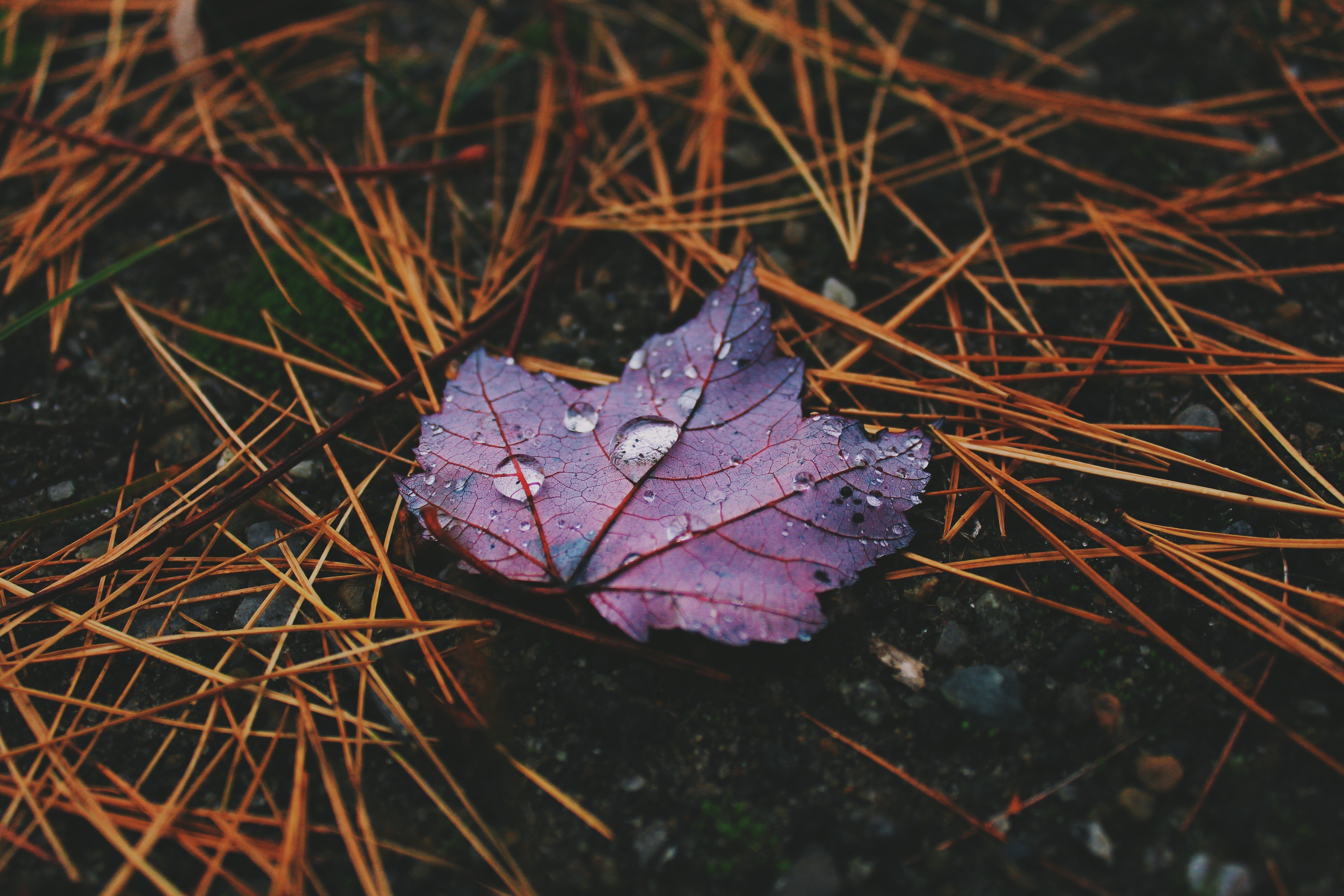 water drops, Leaves, Photography Wallpaper