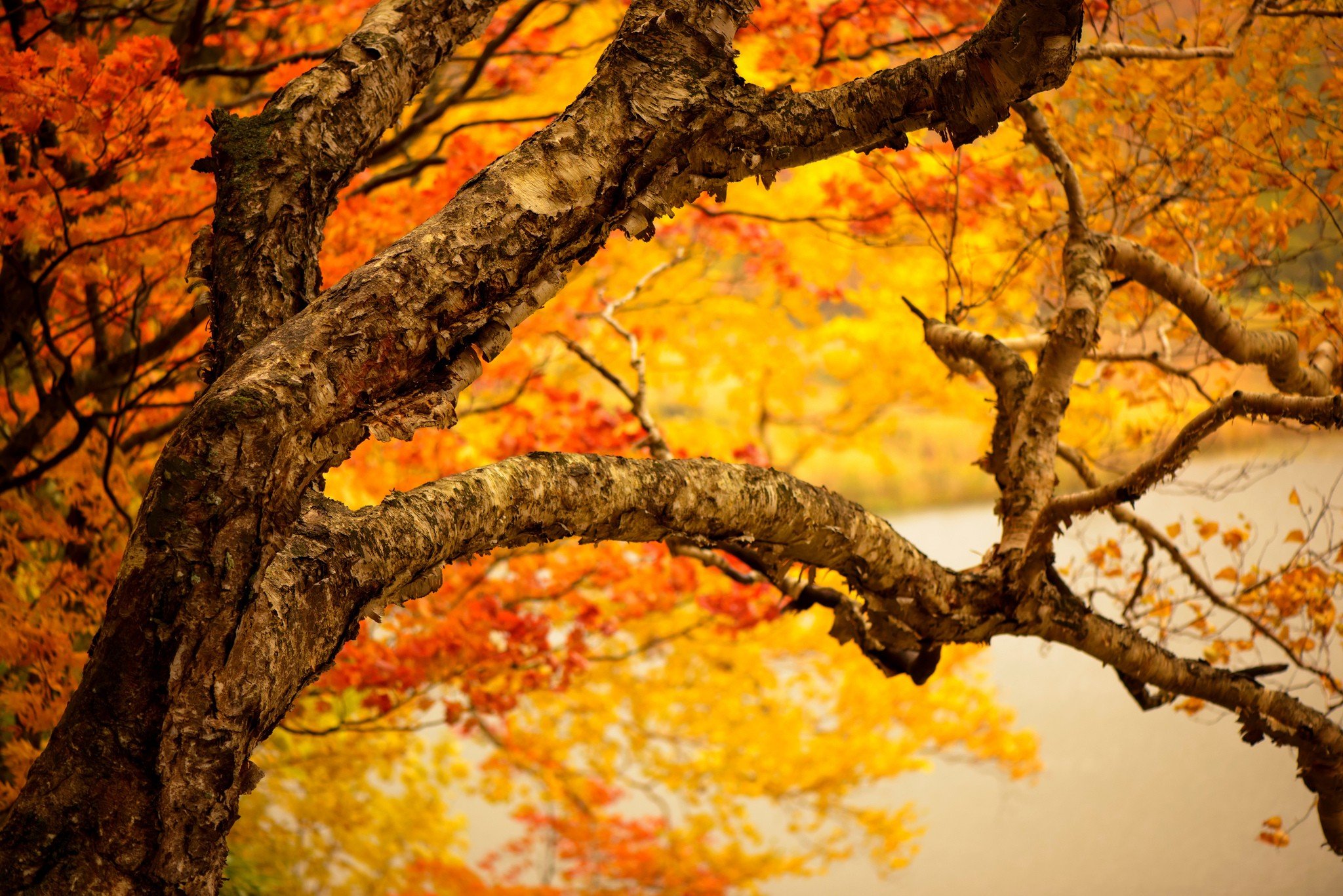 trees, Leaves HD Wallpapers / Desktop and Mobile Images & Photos