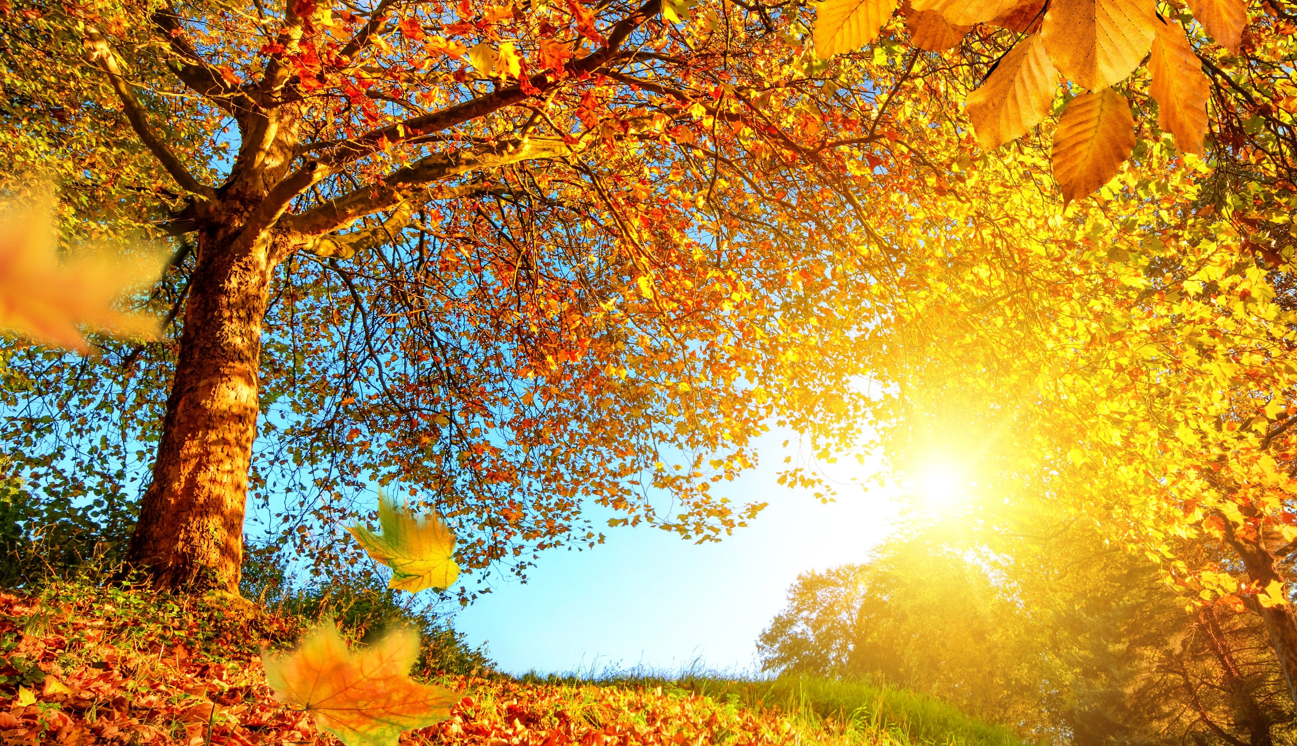 Sun, Trees, Fall Wallpaper