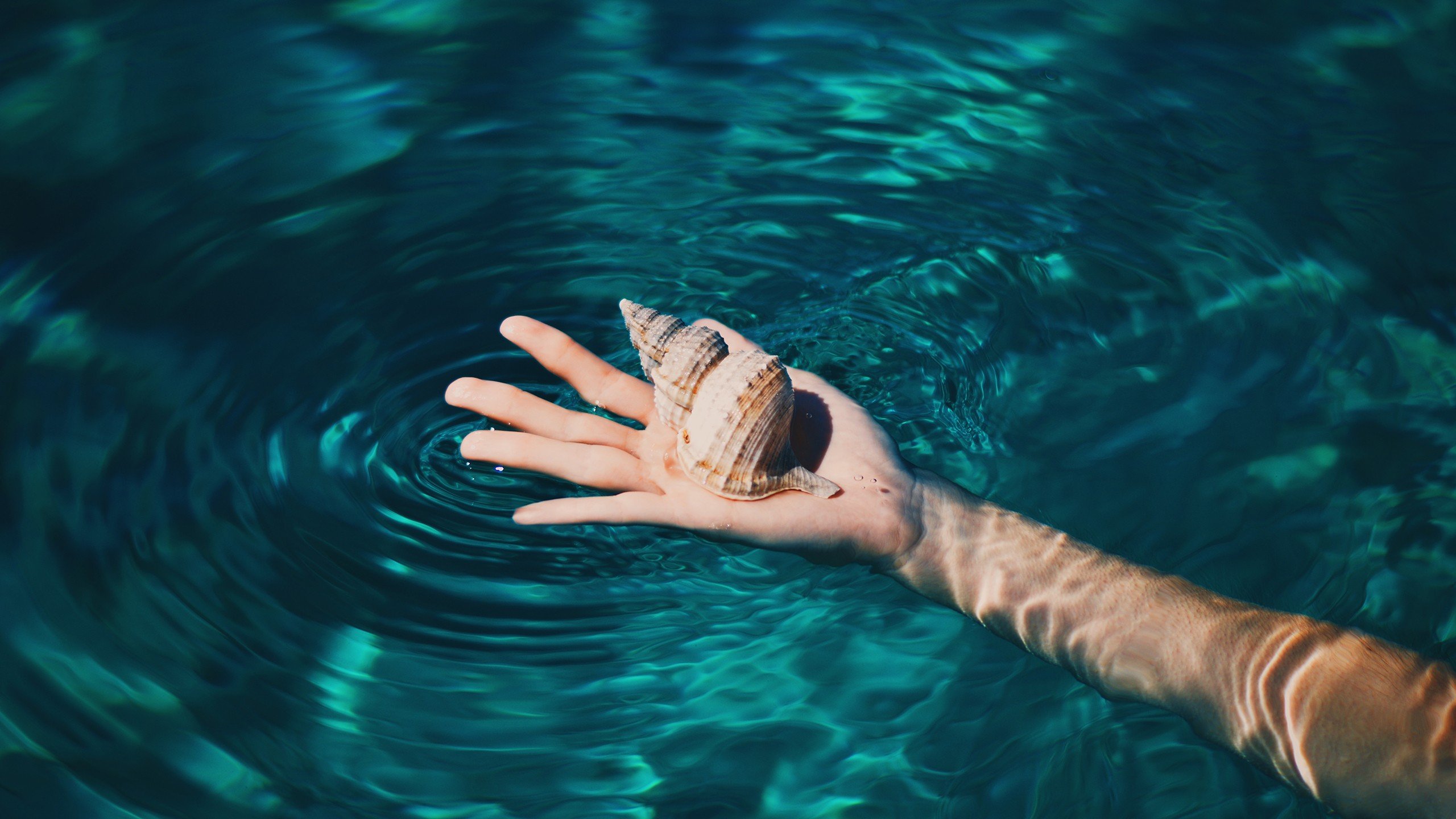 hands, Seashell, Water, Tropical, Clear water Wallpaper