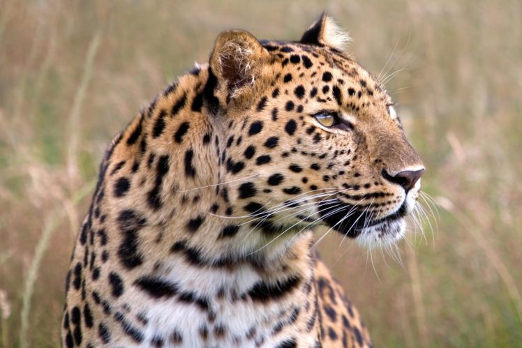 leopard, Wildlife, Savannah HD Wallpaper Desktop Background