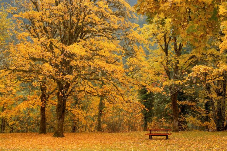 fall, Oak trees, Yellow, Bench HD Wallpaper Desktop Background