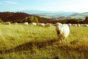 sheep, Mountains