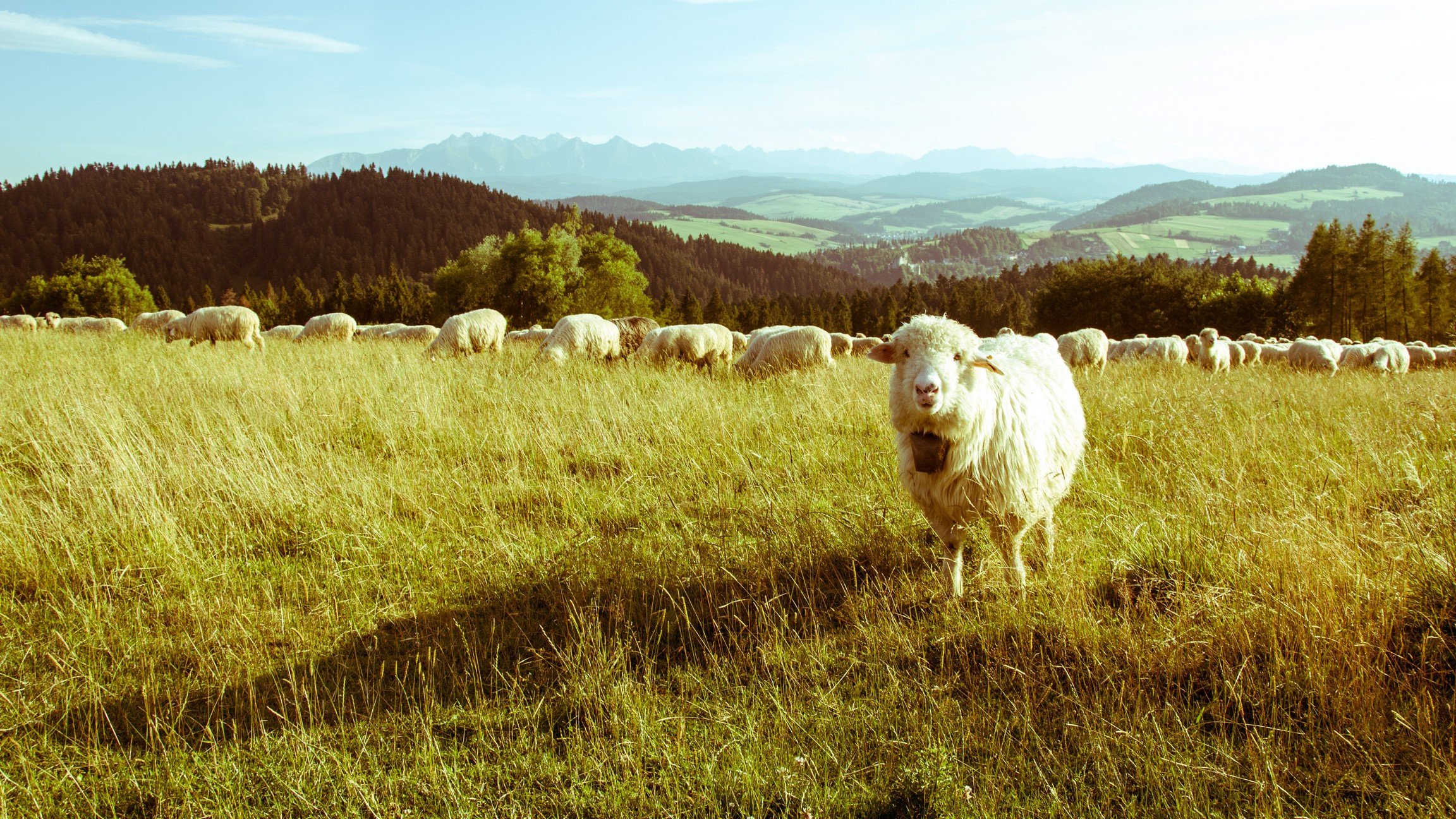 sheep, Mountains Wallpaper