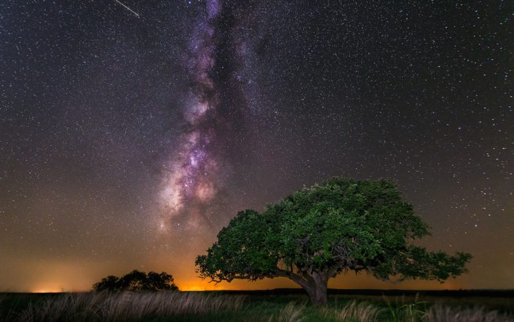 stars, Space, Galaxy, Trees, Milky Way, Grass HD Wallpapers / Desktop and  Mobile Images & Photos