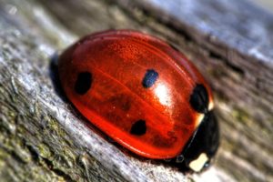 macro, Ladybugs