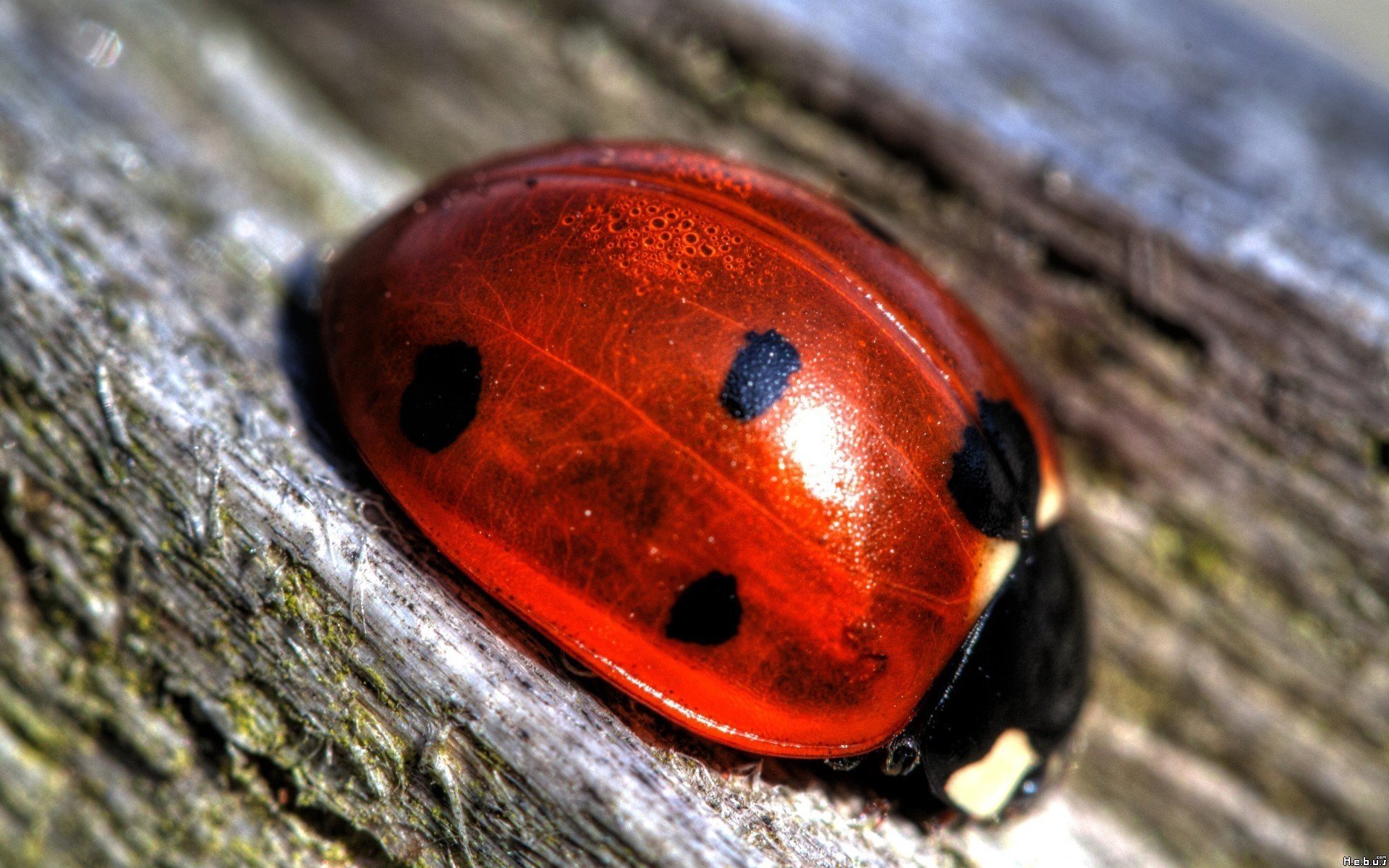 macro, Ladybugs Wallpaper