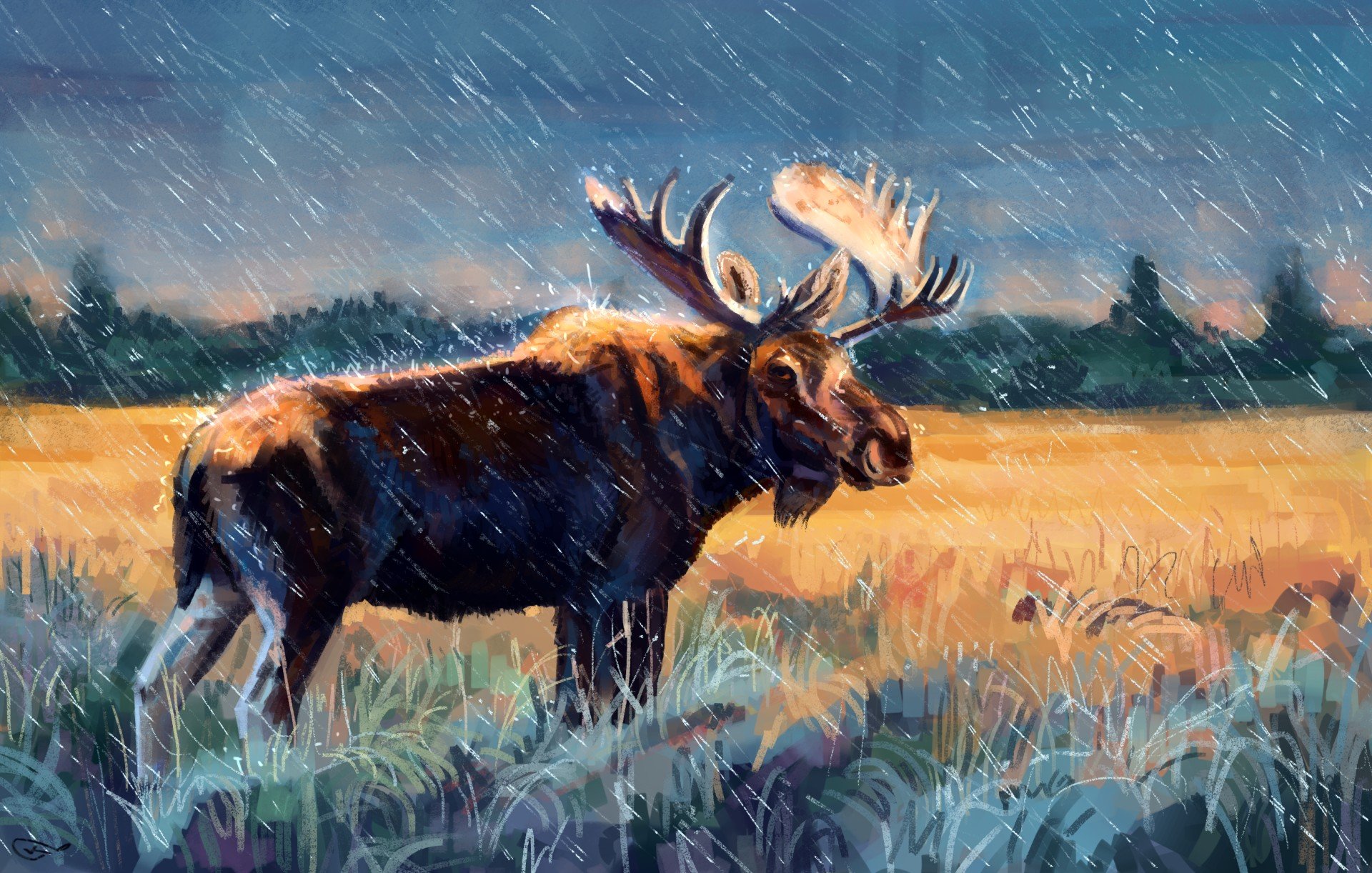 elk, Animals, Moose Wallpaper
