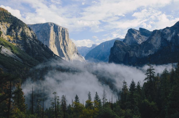 forest, Mountains, Mist, Clouds, Nature HD Wallpaper Desktop Background