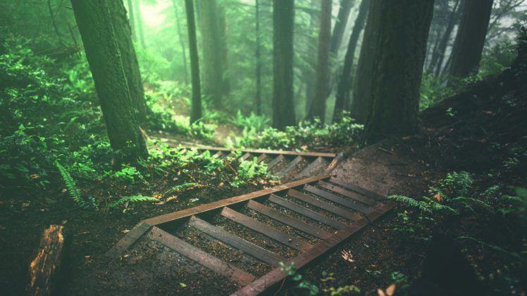 trees, Stairs, Deep forest, Forest, Nature, Plants, Jungle HD Wallpapers /  Desktop and Mobile Images & Photos