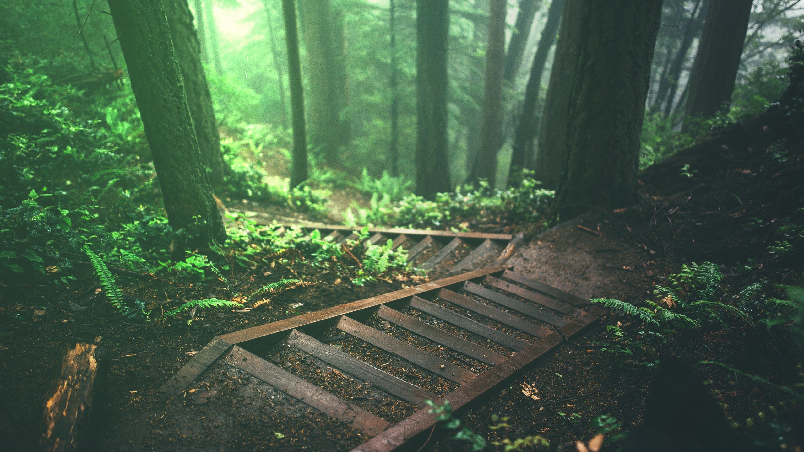 trees, Stairs, Deep forest, Forest, Nature, Plants, Jungle Wallpaper