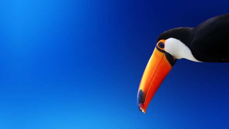 nature, Animals, Birds, Toucans, Gradient, Blue background HD Wallpaper Desktop Background