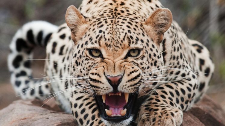 teeth, Animals, Leopard, Big cats HD Wallpaper Desktop Background