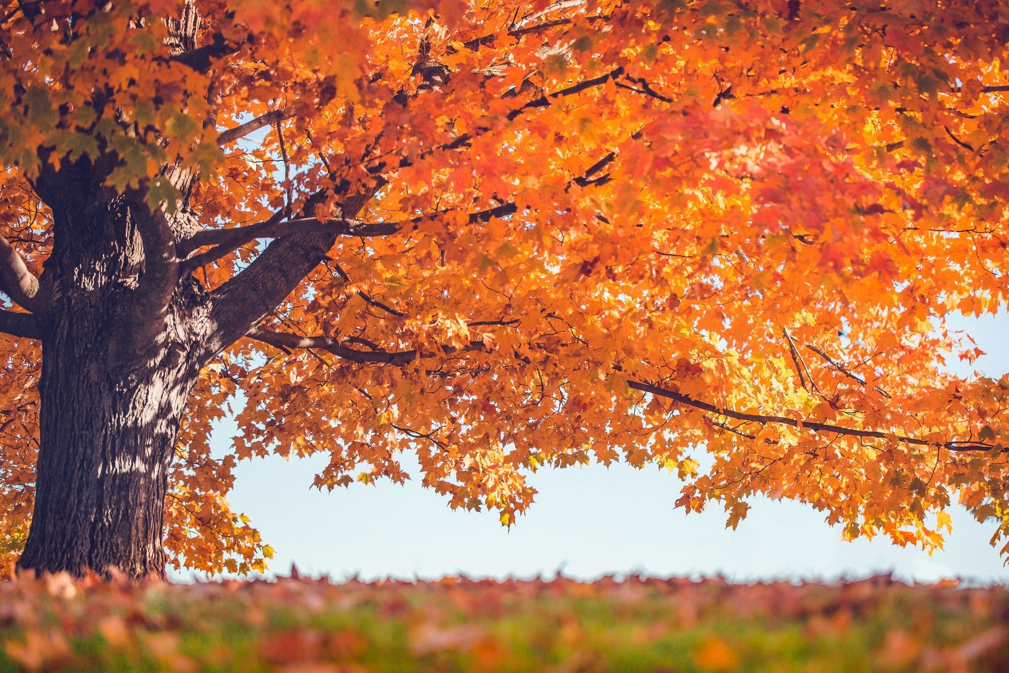 trees, Leaves, Fall Wallpaper