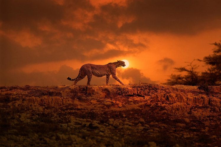 animals, Mammals, Feline, Cheetah HD Wallpaper Desktop Background