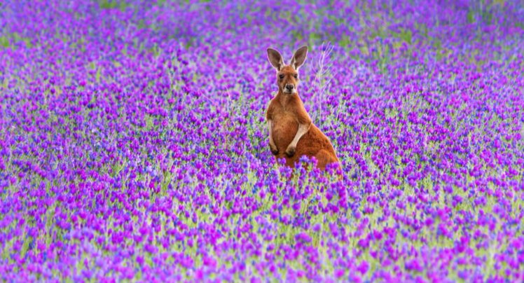 animals, Mammals, Flowers, Kangaroos HD Wallpaper Desktop Background