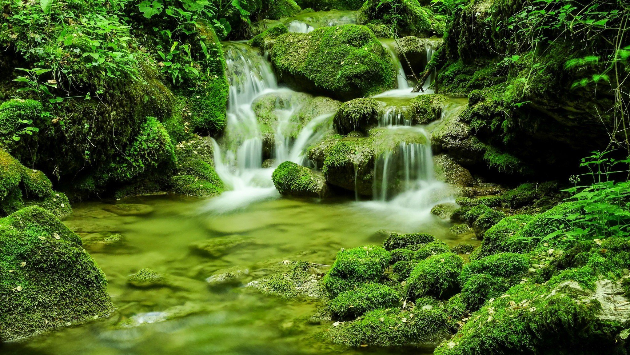 forest, River HD Wallpapers / Desktop and Mobile Images & Photos