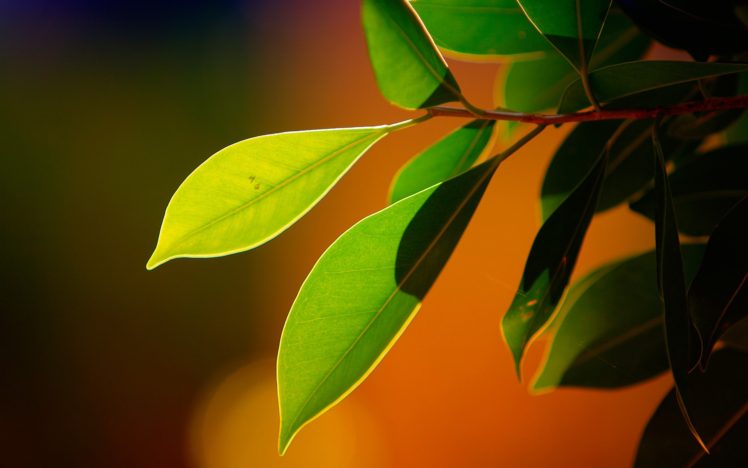 plants, Macro HD Wallpaper Desktop Background