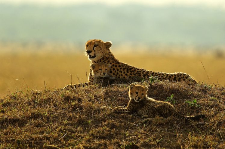 animals, Mammals, Feline, Cheetahs HD Wallpaper Desktop Background