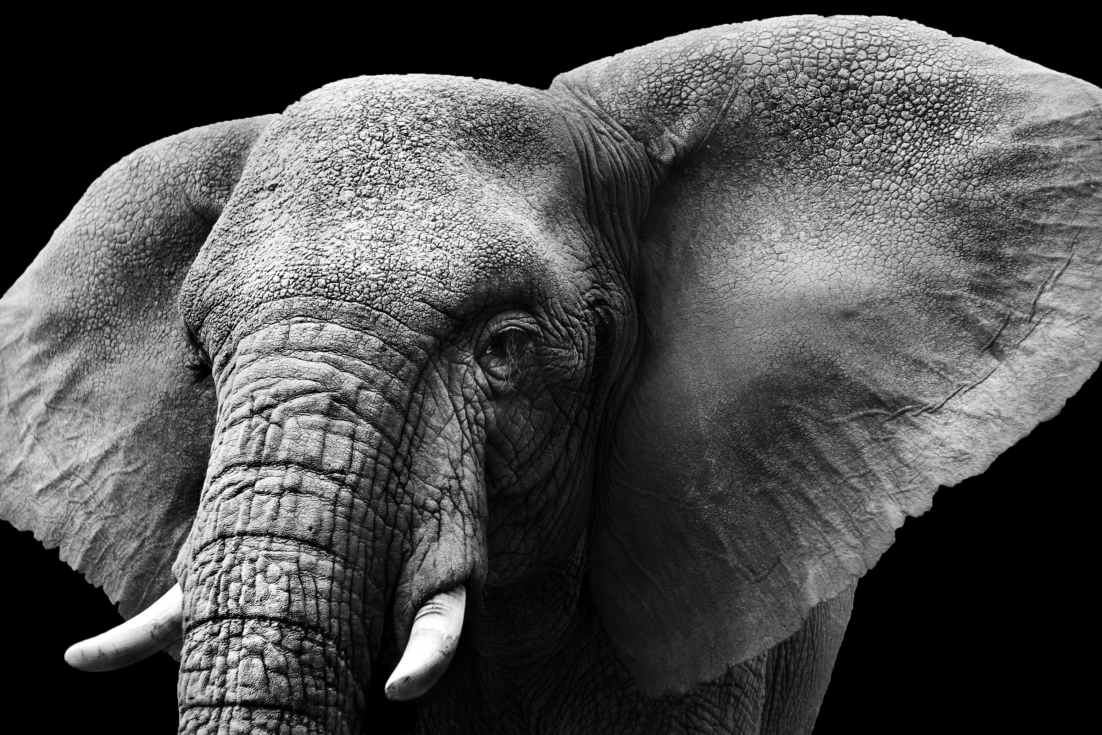 animals, Mammals, Elephant, Monochrome Wallpaper