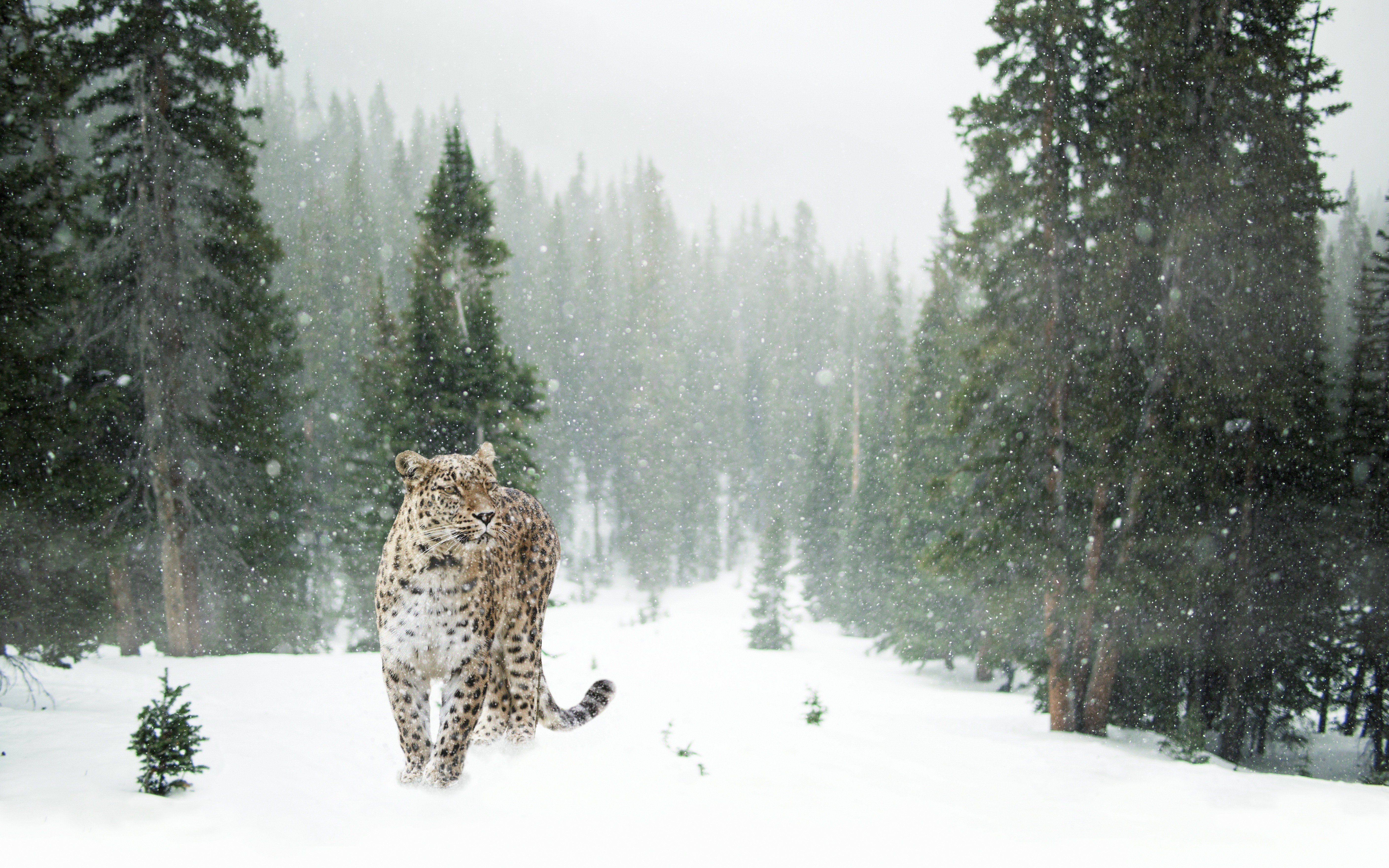 animals, Mammals, Feline, Forest, Pine trees, Snow, Leopard Wallpaper