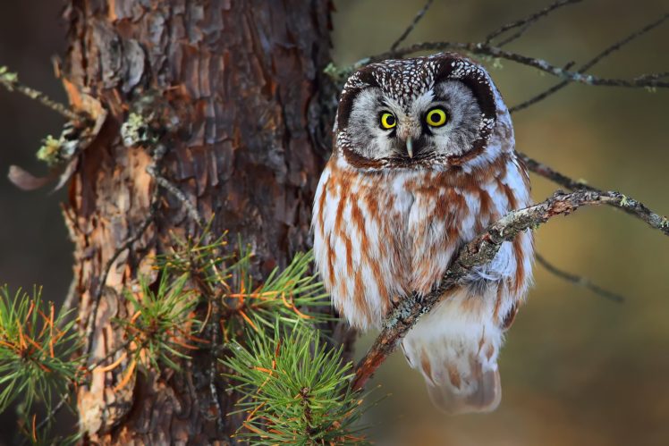 plants, Trees, Animals, Owl, Birds HD Wallpaper Desktop Background