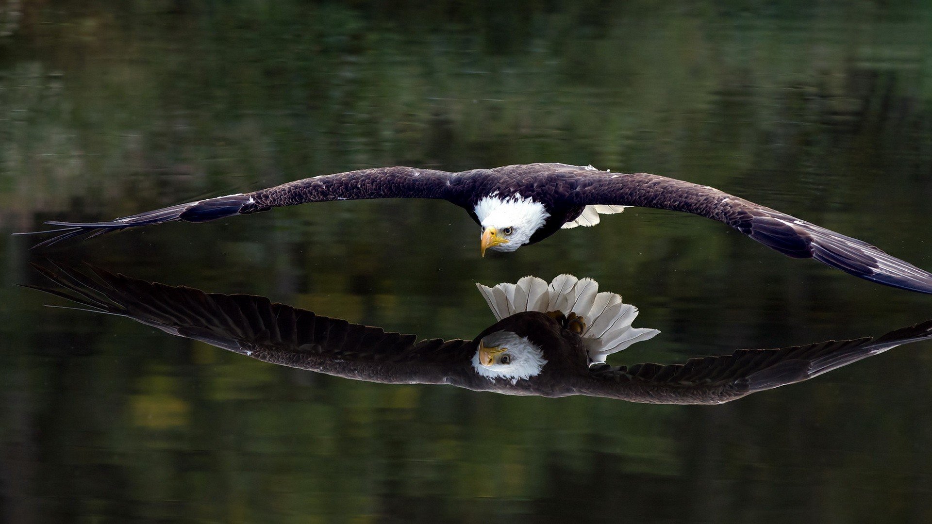 birds, Animals, Bird of prey, Bald eagle, Eagle HD Wallpapers / Desktop and  Mobile Images & Photos