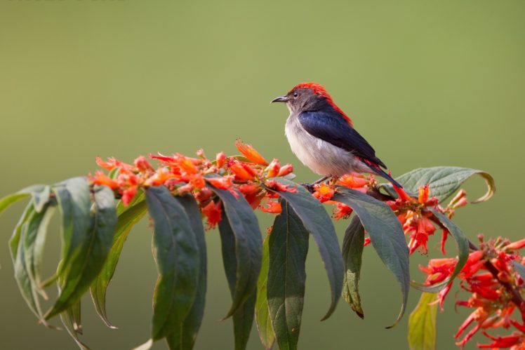 birds, Animals, Plants HD Wallpaper Desktop Background