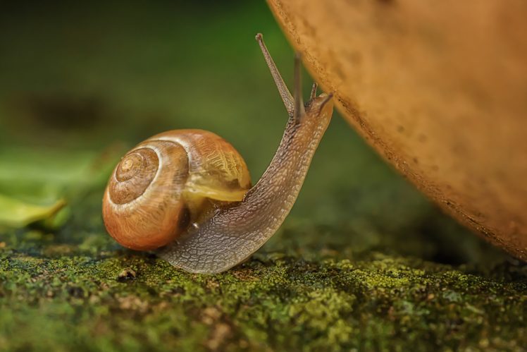macro, Animals, Snail, Moss HD Wallpaper Desktop Background