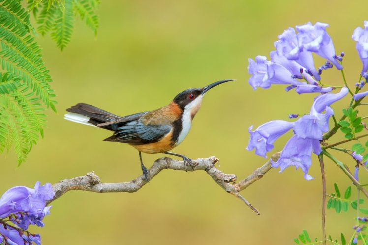 birds, Animals, Plants HD Wallpaper Desktop Background