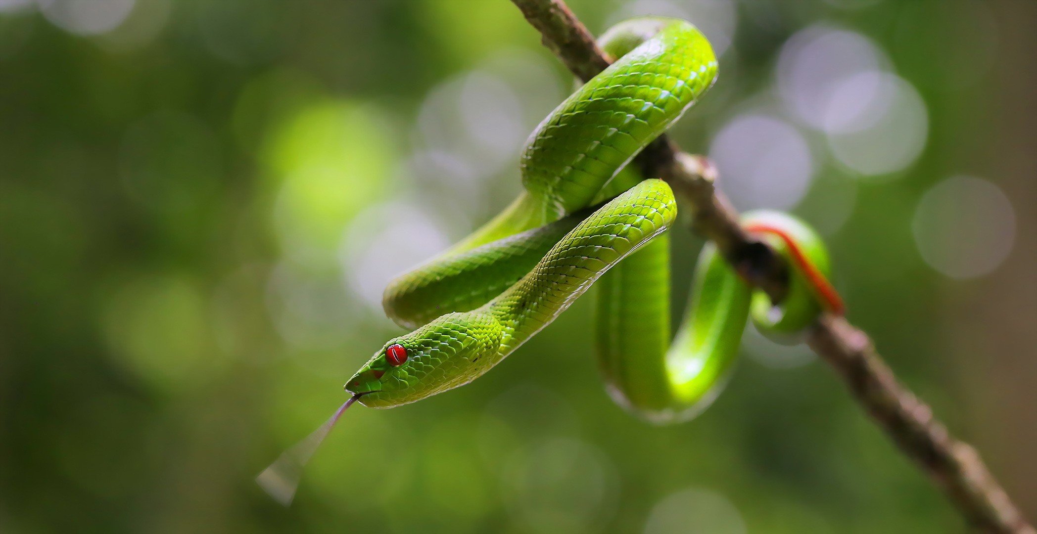 Зеленая змея макро без смс