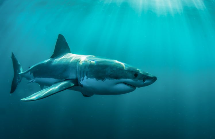 animals, Shark, Fish, Underwater HD Wallpaper Desktop Background