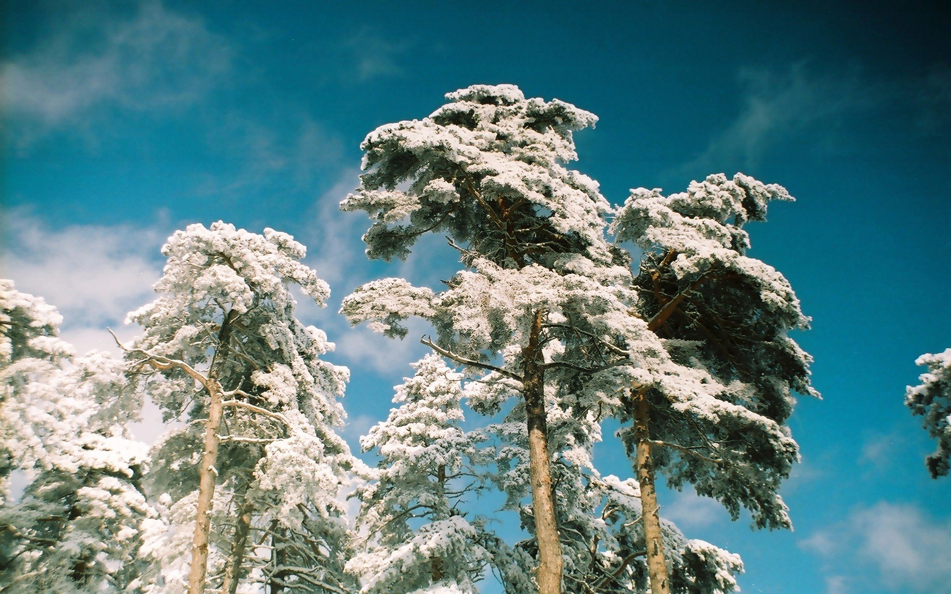 snow, Pine trees Wallpaper