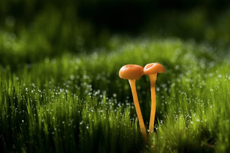 mushroom, Grass HD Wallpaper Desktop Background