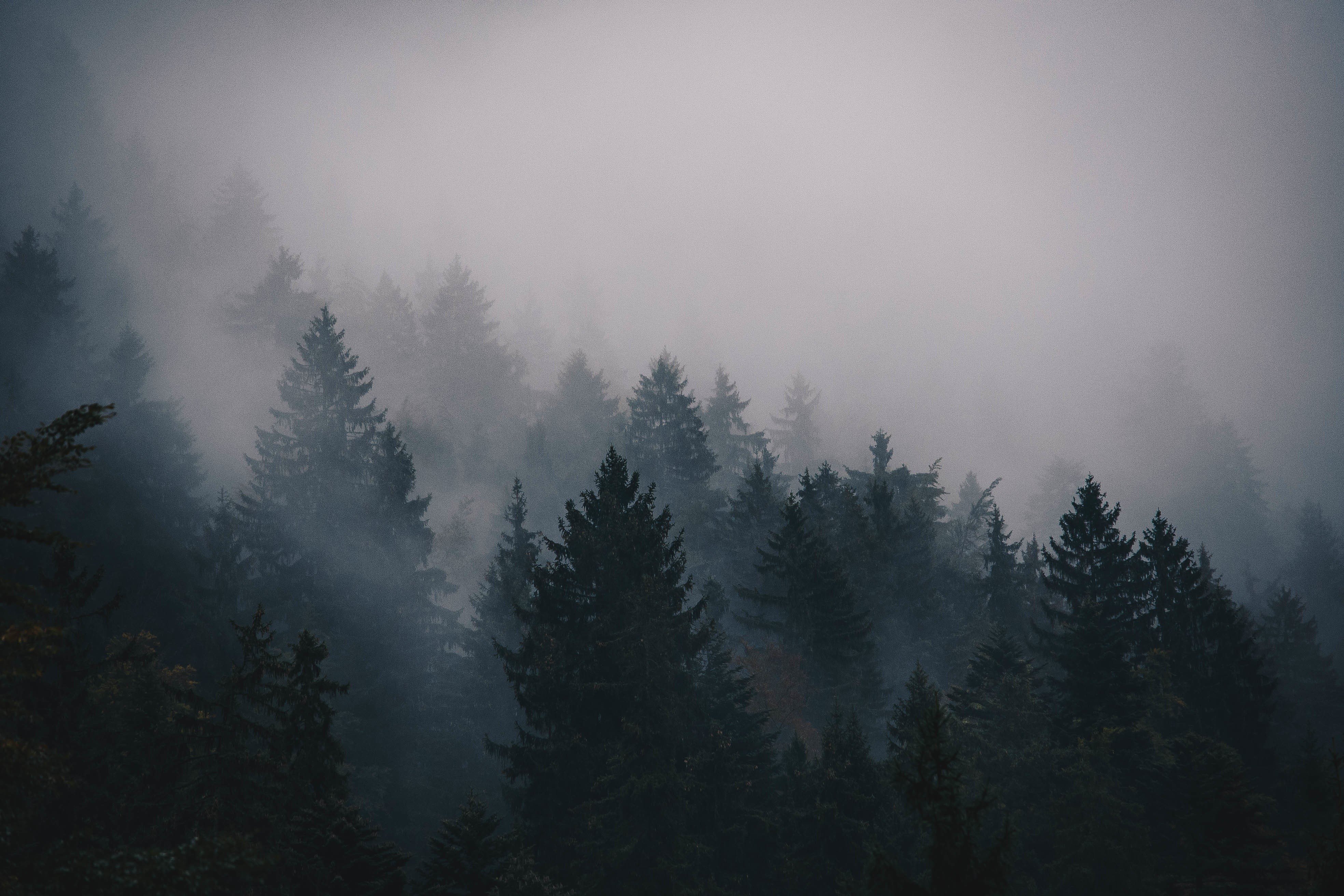 trees, Mist Wallpaper