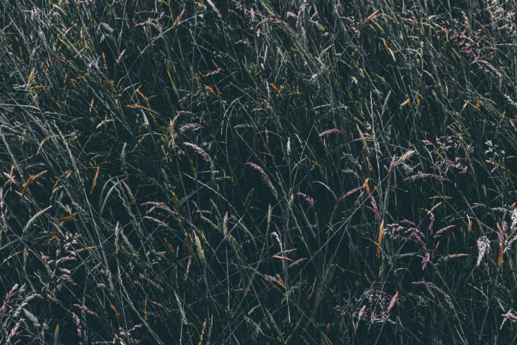 field, Plants HD Wallpaper Desktop Background
