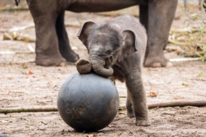 baby animals, Animals, Elephant