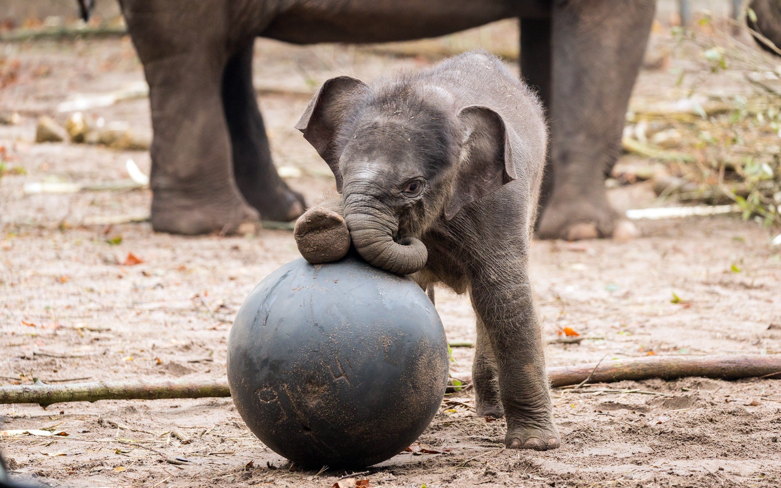 baby animals, Animals, Elephant Wallpaper