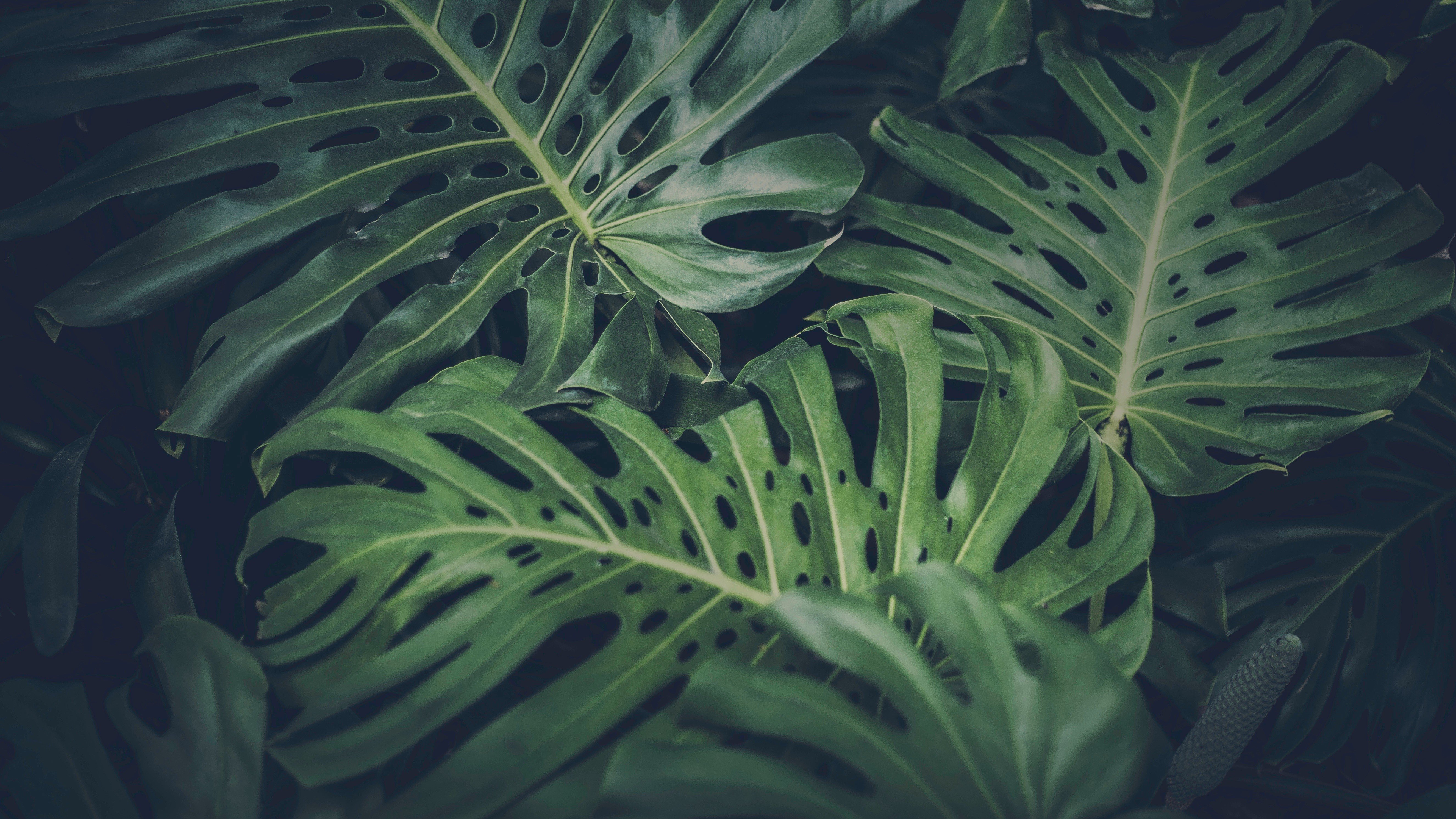 leaves, Green, Nature, Philodendron HD Wallpapers / Desktop and Mobile