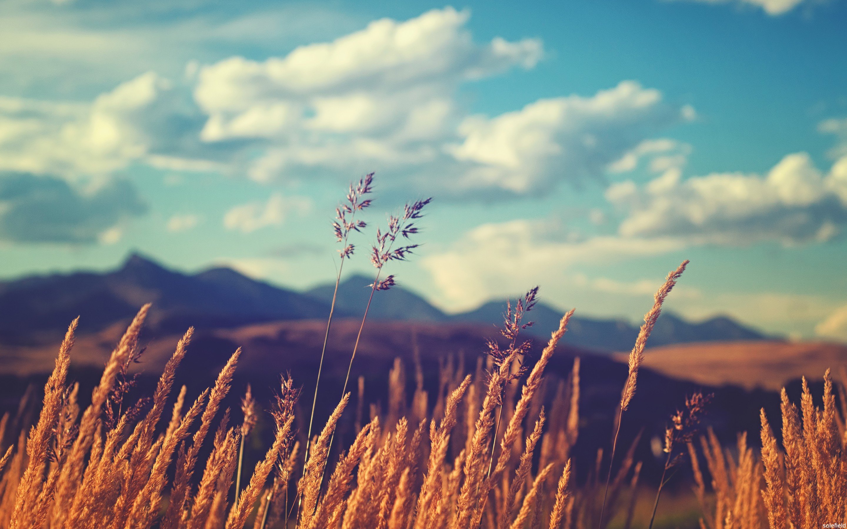 field, Grass, Sky, Plants, Clouds Wallpaper