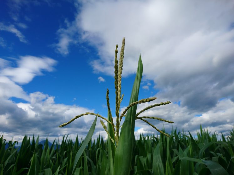 corn, Field, Sky, Clouds, Plants, Nature HD Wallpaper Desktop Background