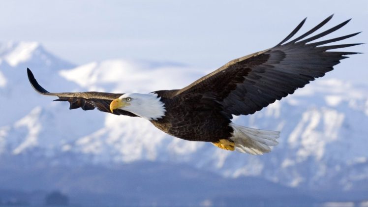 eagle, Animals, Wildlife, Flying HD Wallpaper Desktop Background
