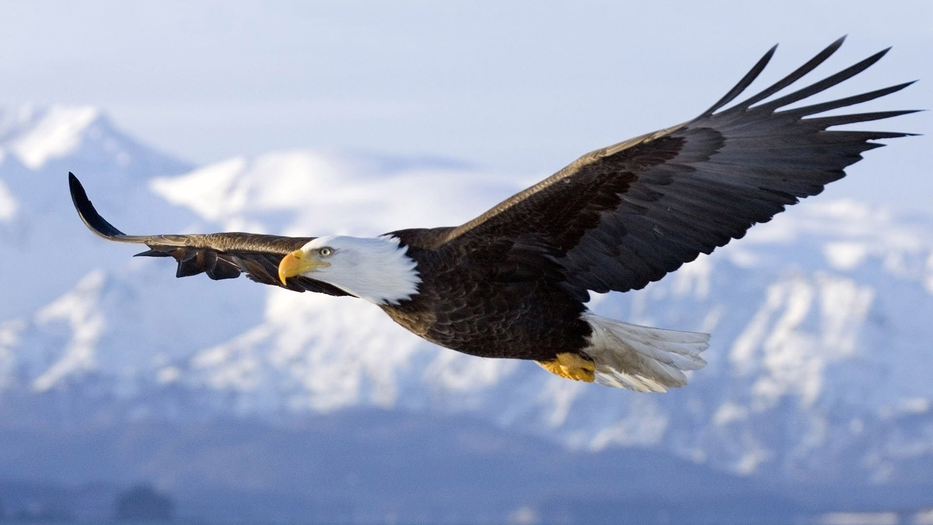 eagle, Animals, Wildlife, Flying Wallpaper