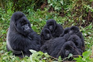 families, Apes, Gorillas, Animals