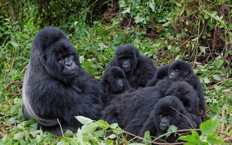 families, Apes, Gorillas, Animals HD Wallpaper Desktop Background