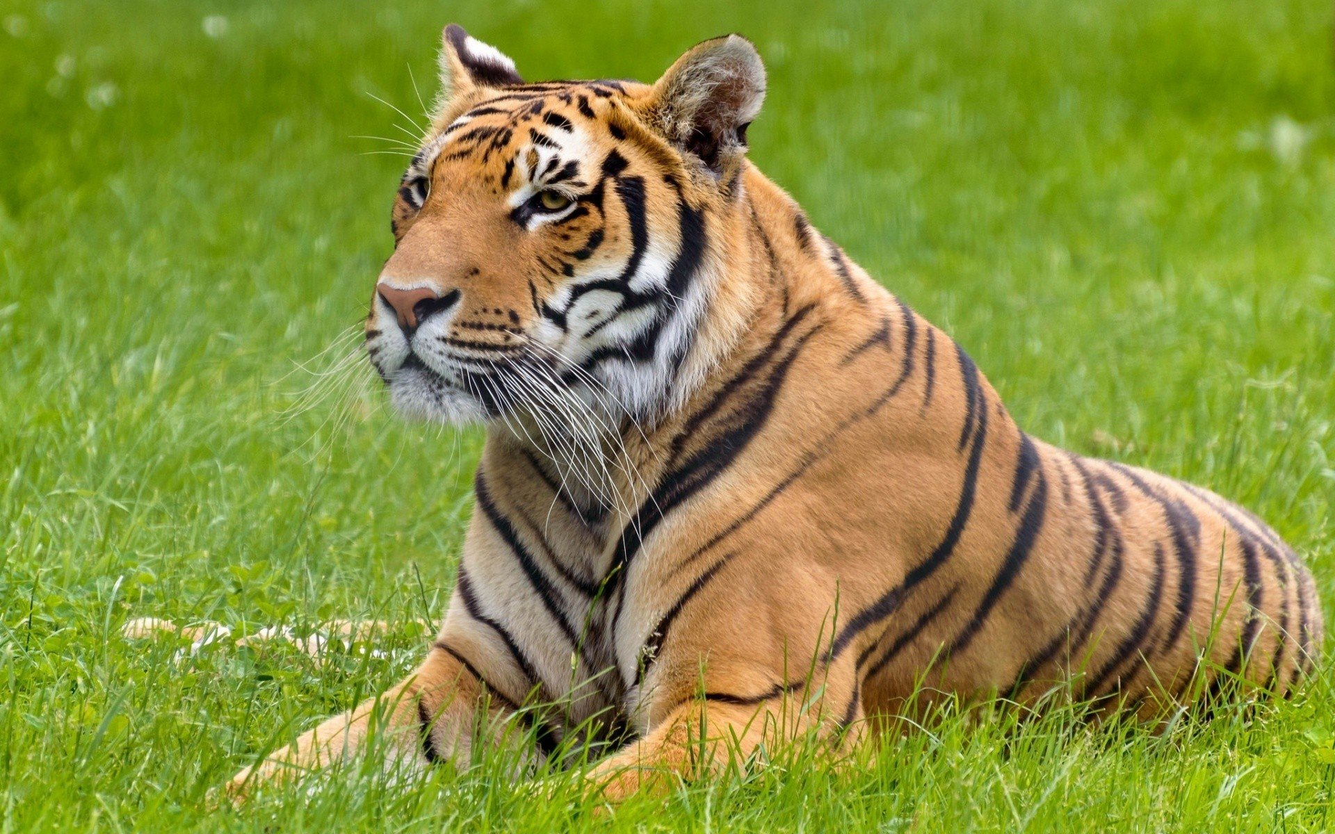 big cats, Tiger, Animals Wallpaper