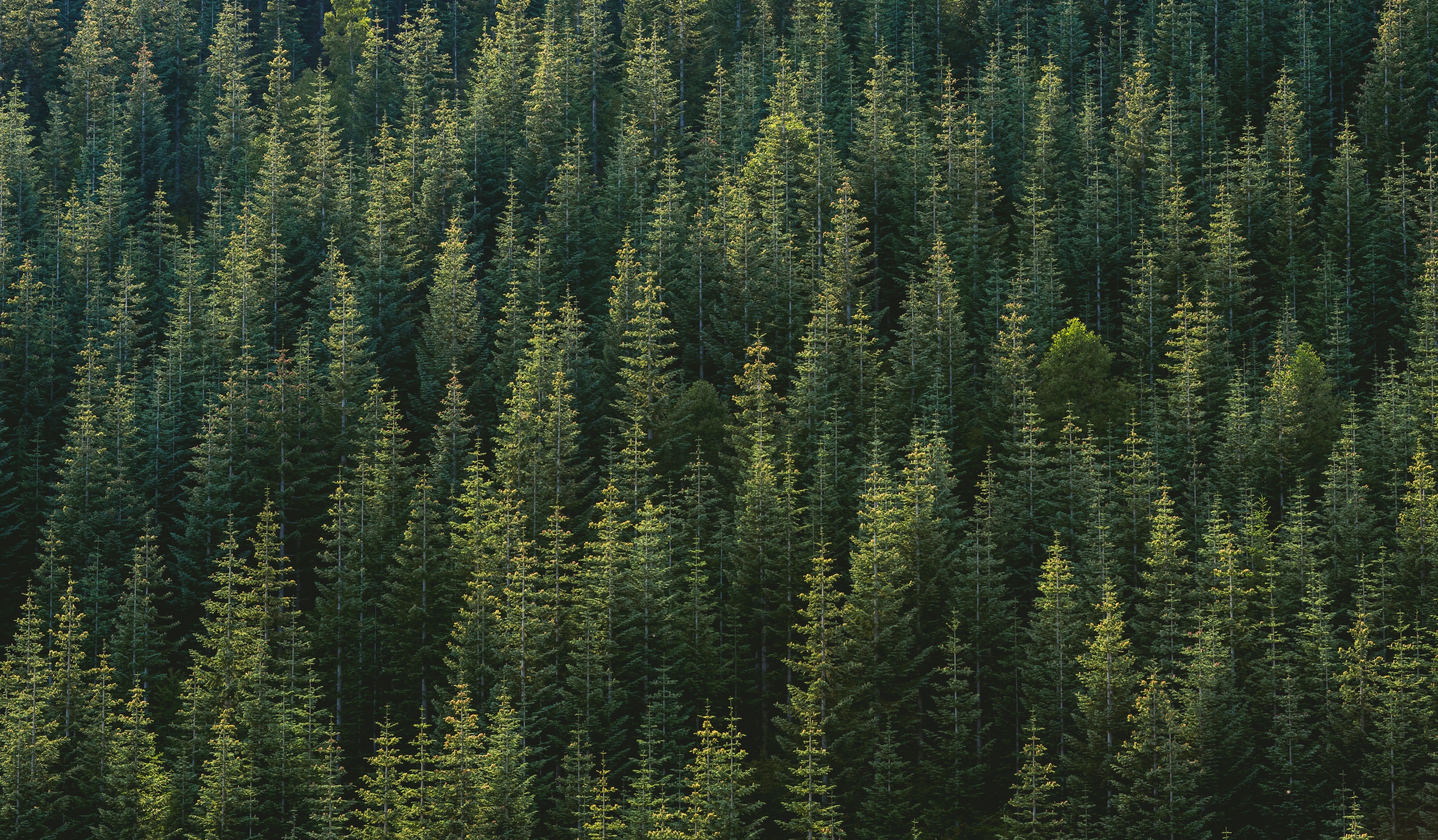 nature, Trees, Forest Wallpaper