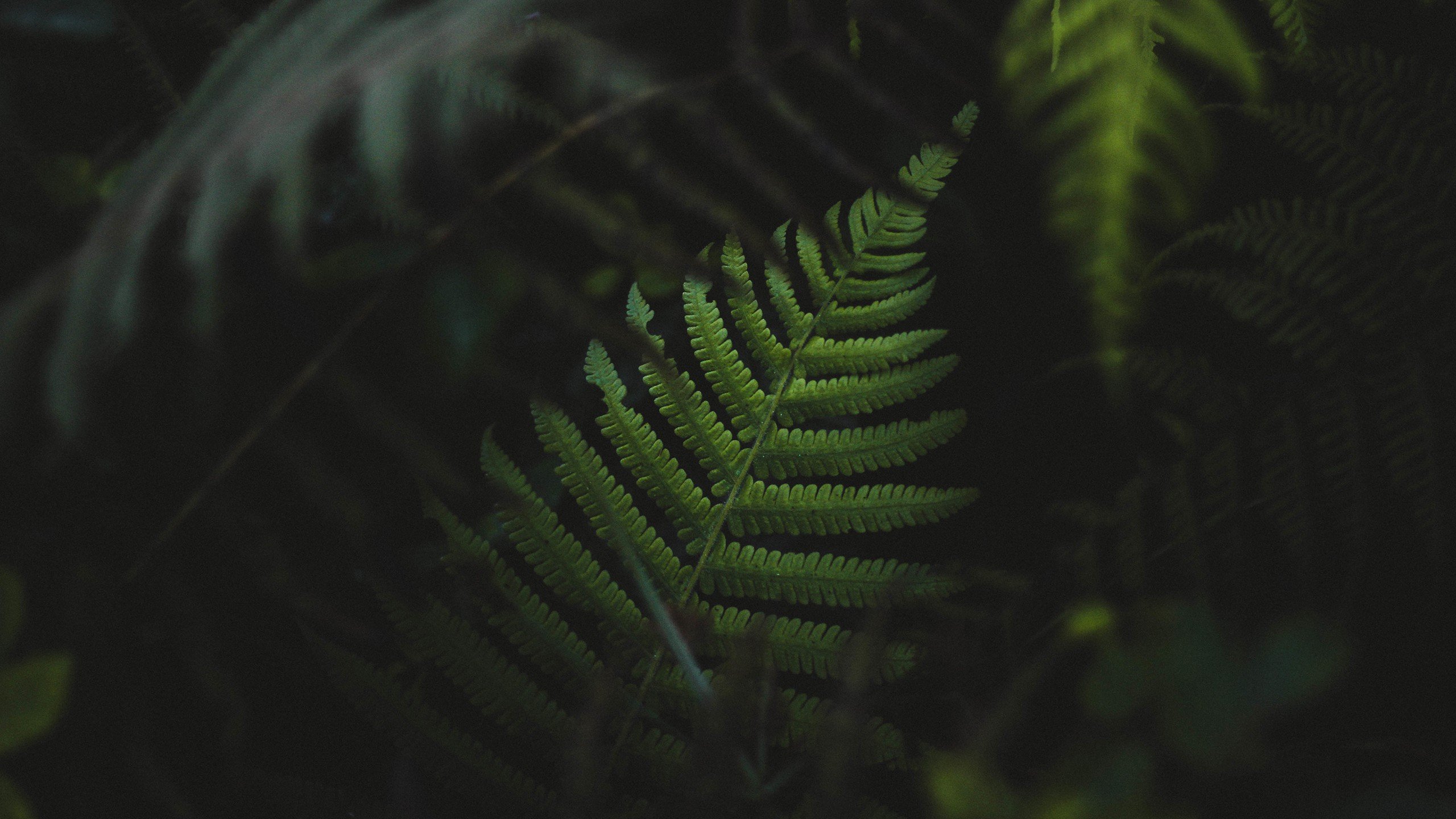 ferns, Plants, Green Wallpaper