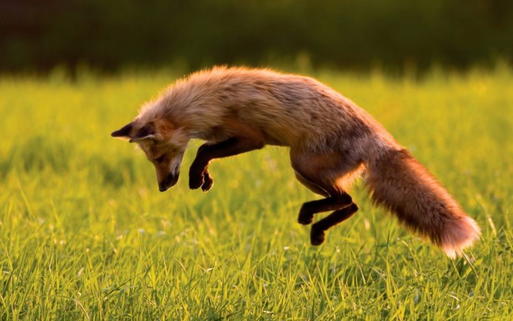 animals, Fox, Jumping, Grass HD Wallpaper Desktop Background