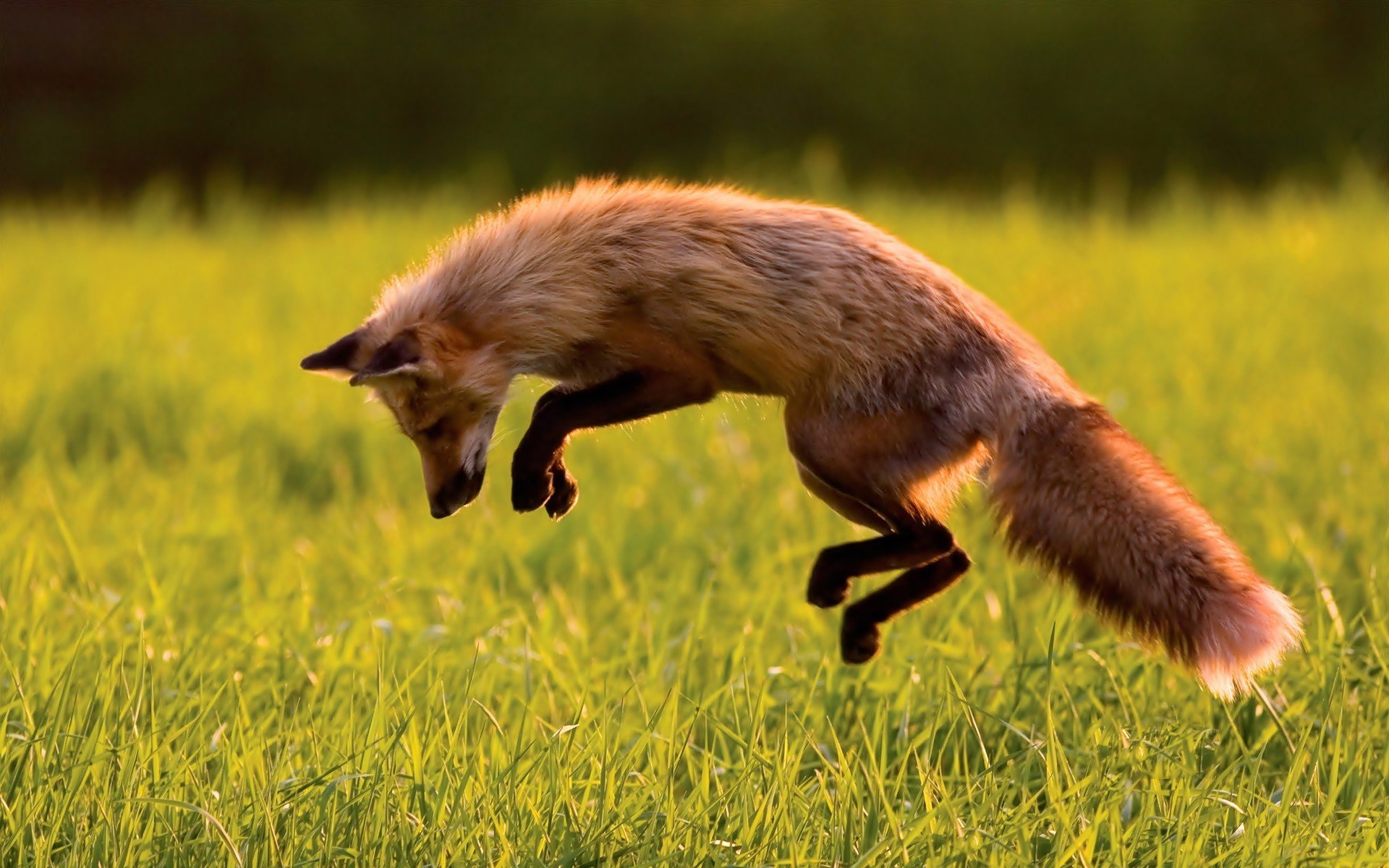 animals, Fox, Jumping, Grass Wallpaper